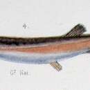 Image of Pareiodon microps Kner 1855