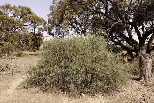 Слика од Chenopodium nitrariaceum (F. Müll.) F. Müll. ex Benth.