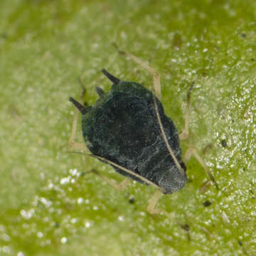 Image of Aphid