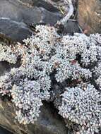 Imagem de Eriogonum caespitosum Nutt.