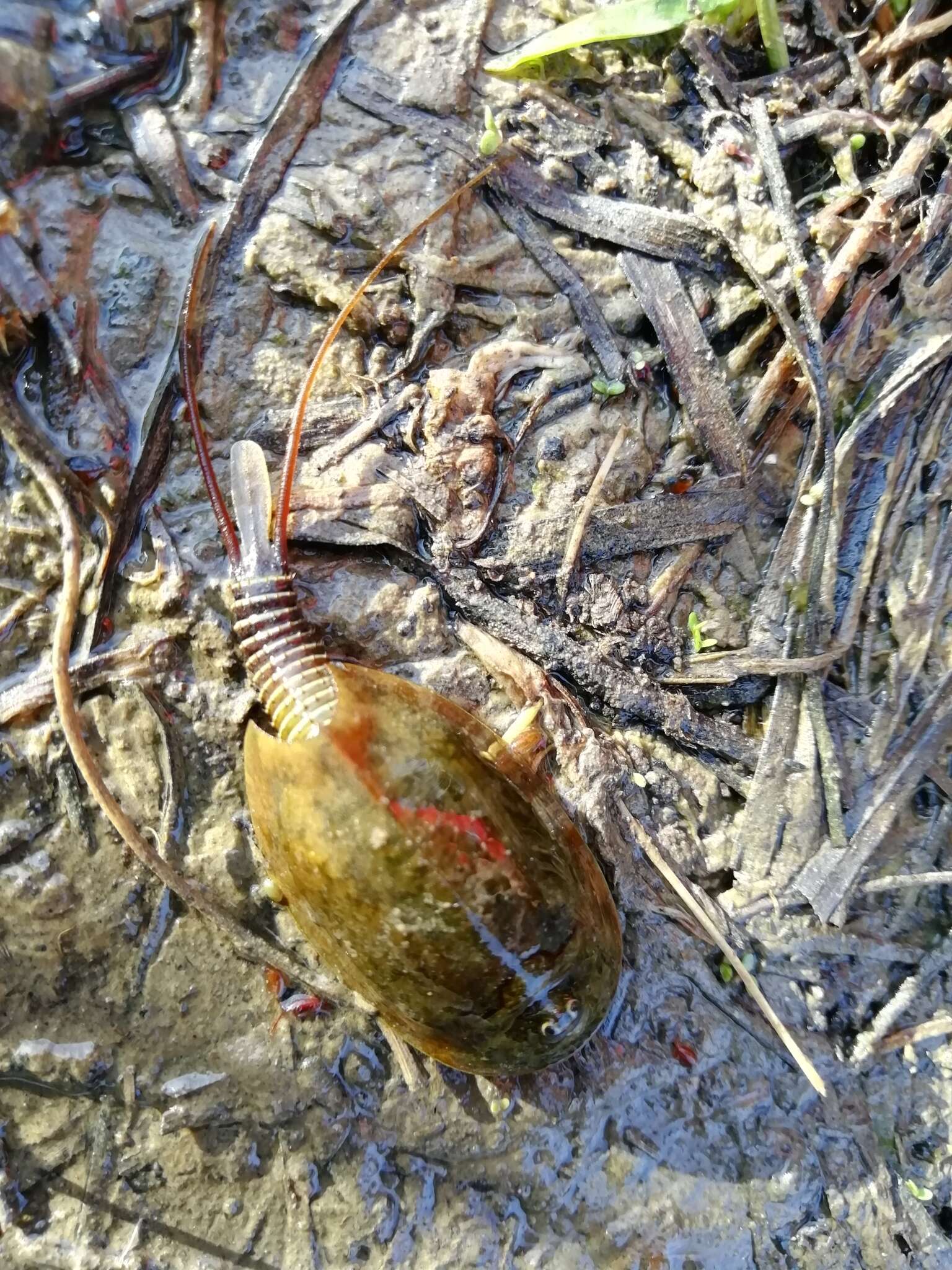 Sivun Lepidurus apus (Linnaeus 1758) kuva