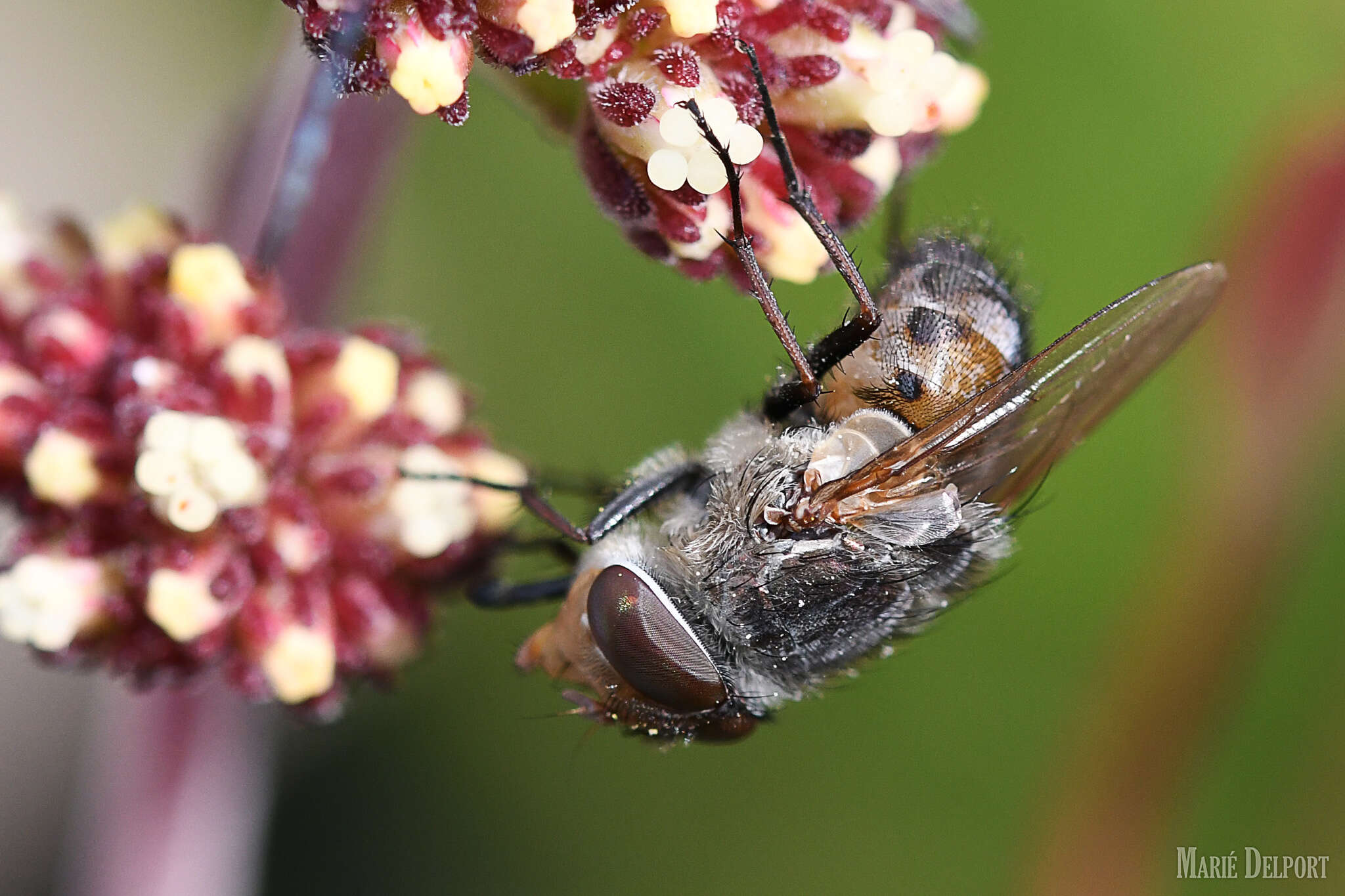 Rhyncomya paradoxa Zumpt 1958 resmi