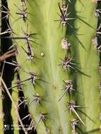 Image of Pachycereus grandis Rose