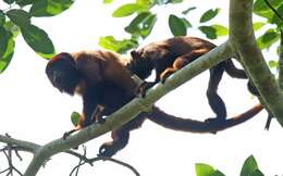Image of Bolivian Red Howler Monkey