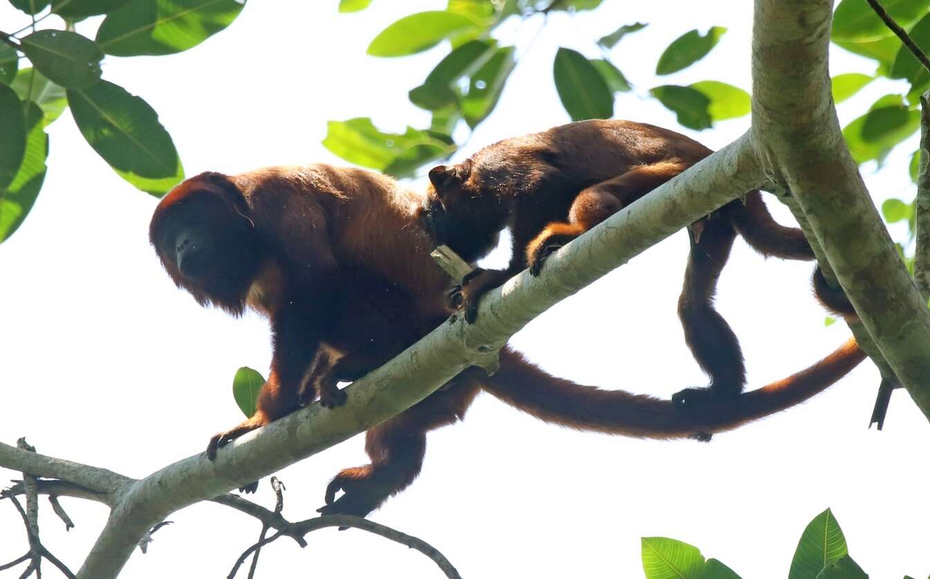 Image de Alouatta sara Elliot 1910