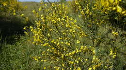 Image of Broom