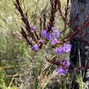 Image of Hemigenia purpurea R. Br.