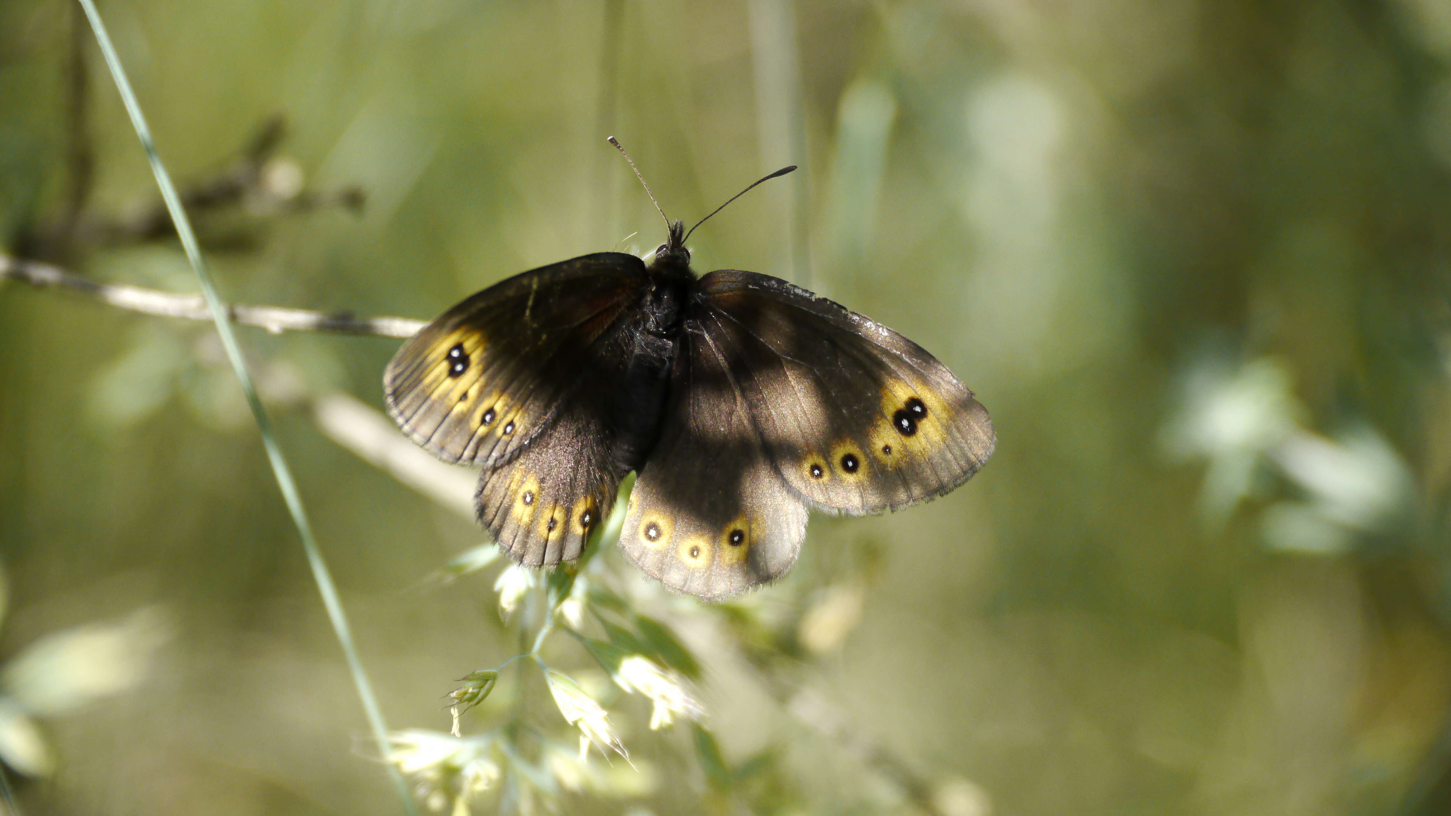 Image of woodland ringlet