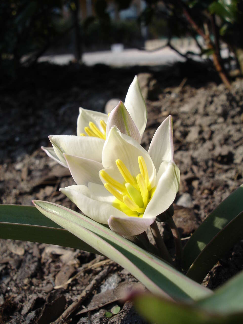 Image de tulipe