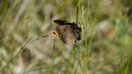 Image of woodland ringlet