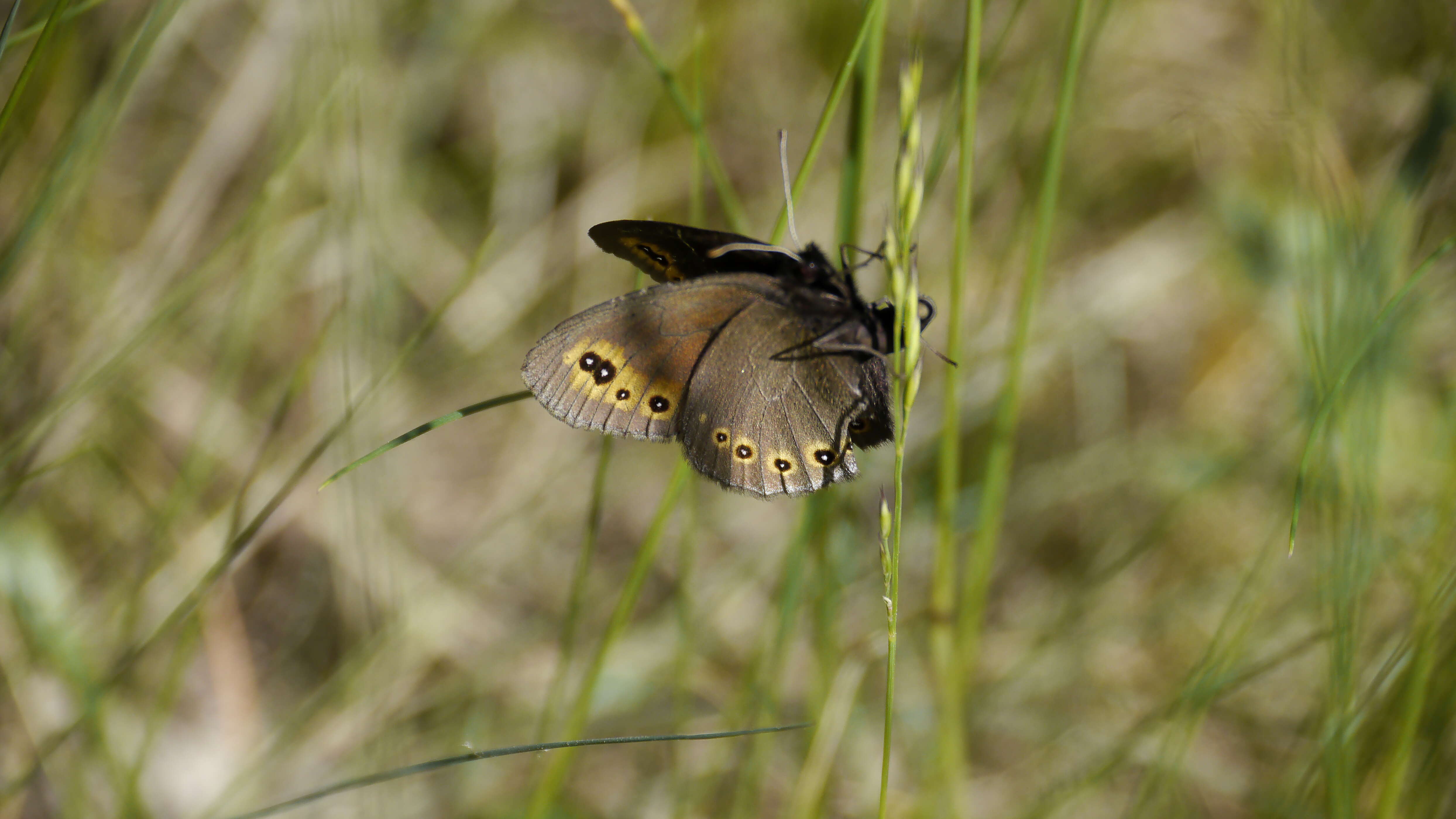 Image of woodland ringlet