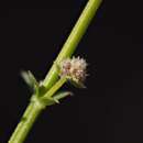 Image of Borrego bedstraw