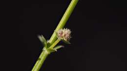 Image of Borrego bedstraw