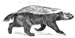 Image of ratel