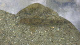 Image of Languedoc gudgeon