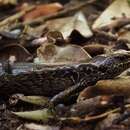 Image of MacGregor's New Zealand Skink