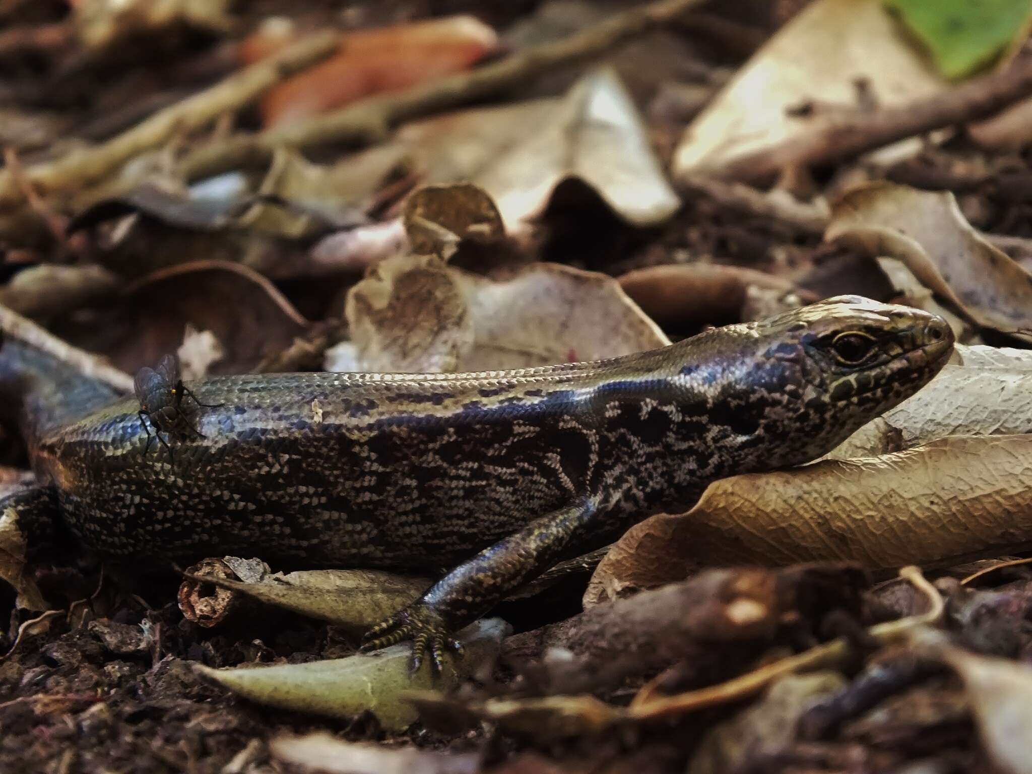 Image of MacGregor's New Zealand Skink