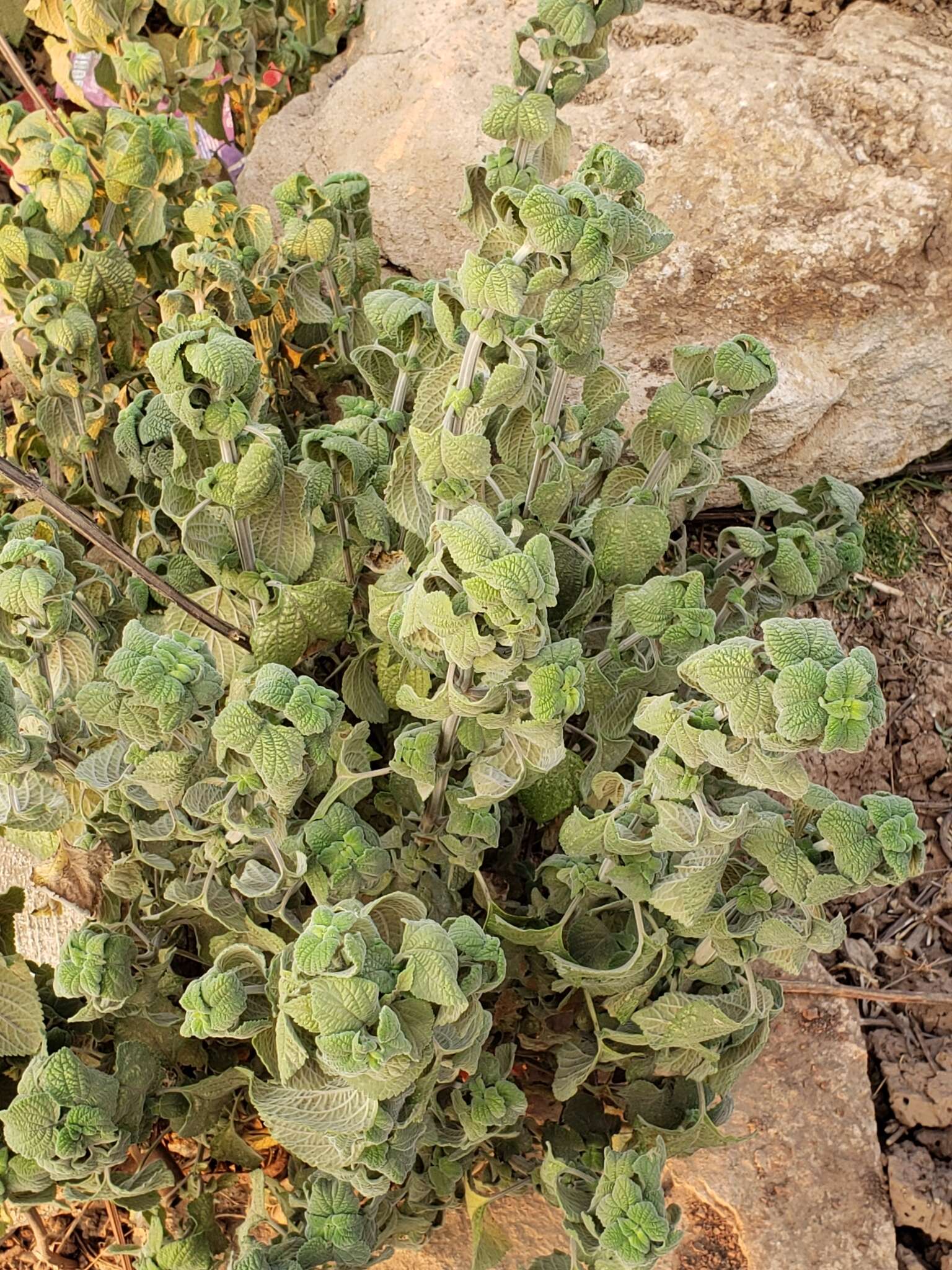 Image de Salvia longispicata M. Martens & Galeotti