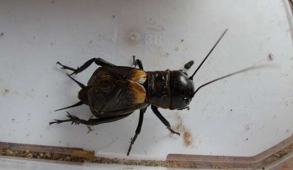 Image of Field cricket