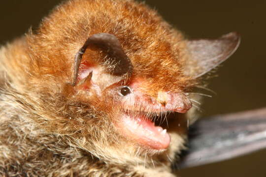 Image of Myotis (Chrysopteron) goudotii (A. Smith 1834)