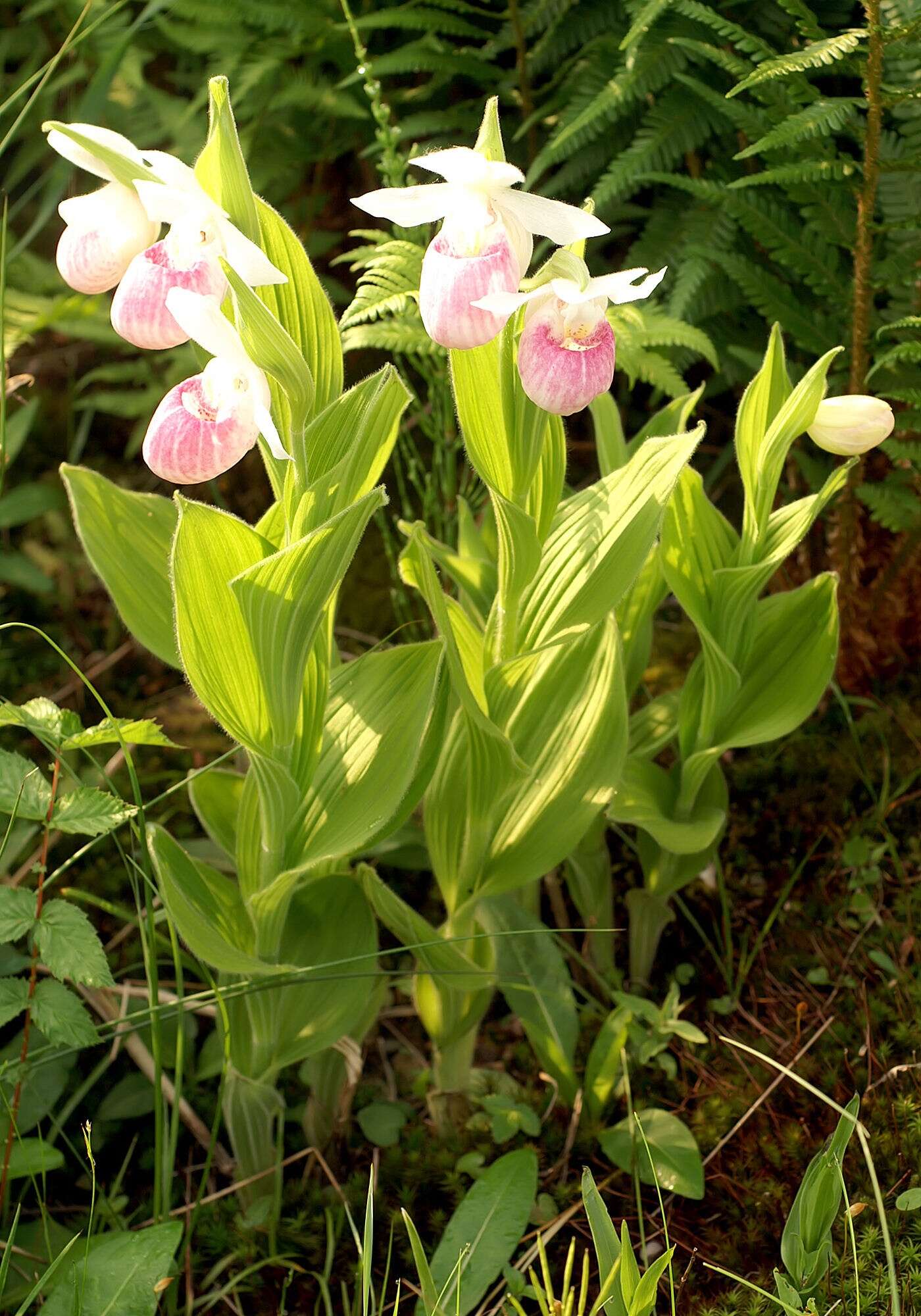 Image of Showy lady's slipper