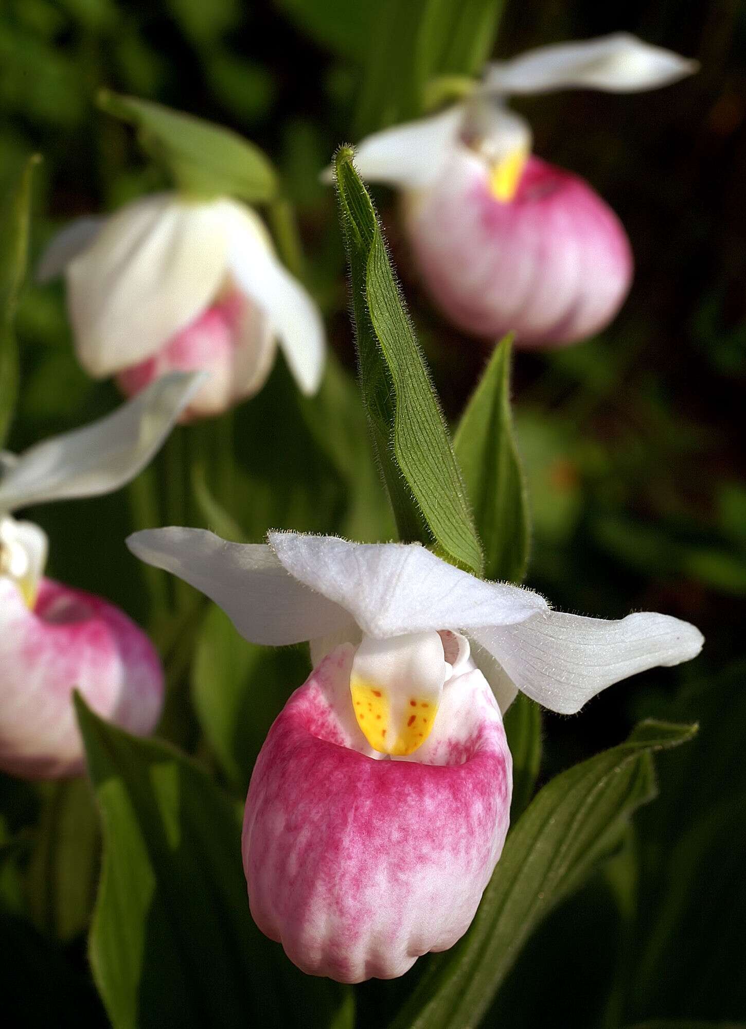 Image of Showy lady's slipper