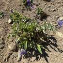 Centaurea triumfettii subsp. tanaitica (Klok.) Dostál的圖片