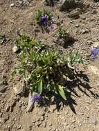 Centaurea triumfettii subsp. tanaitica (Klok.) Dostál的圖片