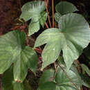 Image of Begonia involucrata Liebm.