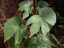 Image of Begonia involucrata Liebm.