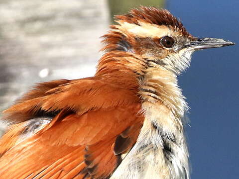 Image of Band-tailed Hornero