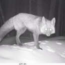 Image of Sierra Nevada red fox
