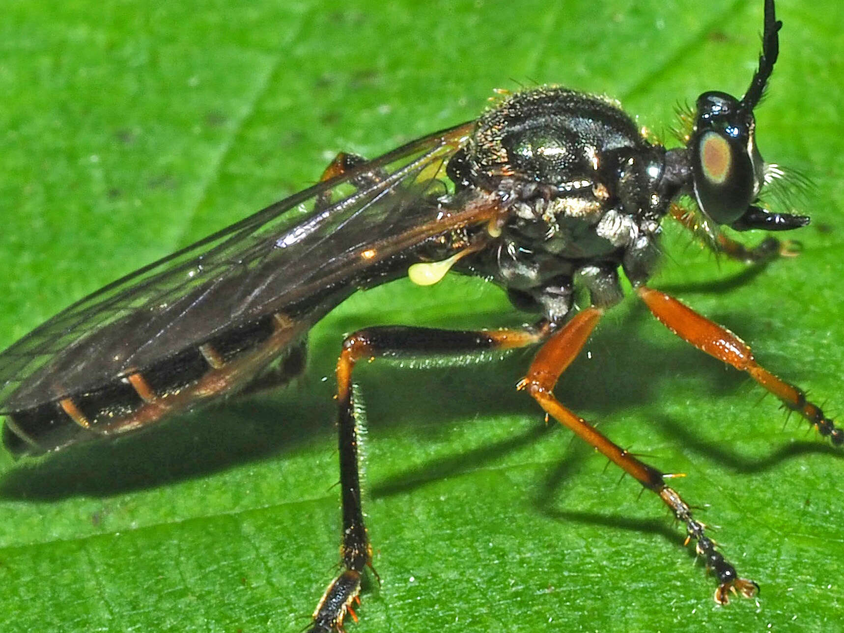 Image de Dioctria rufipes (Scopoli 1763)