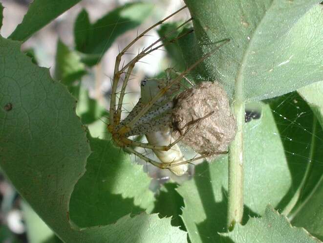 Image of Peucetia