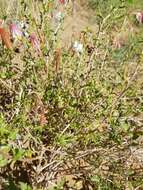 Imagem de Oenothera pallida Lindl.