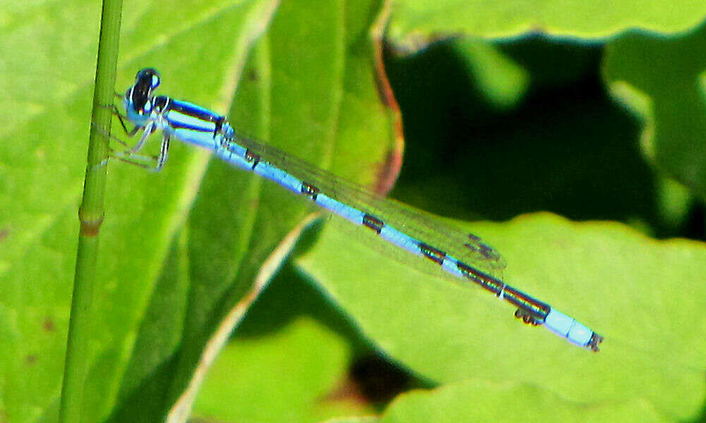 Image of Marsh Bluet