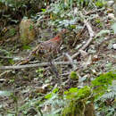 Image of Copper Pheasant