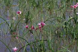 Imagem de Crinum campanulatum Herb.