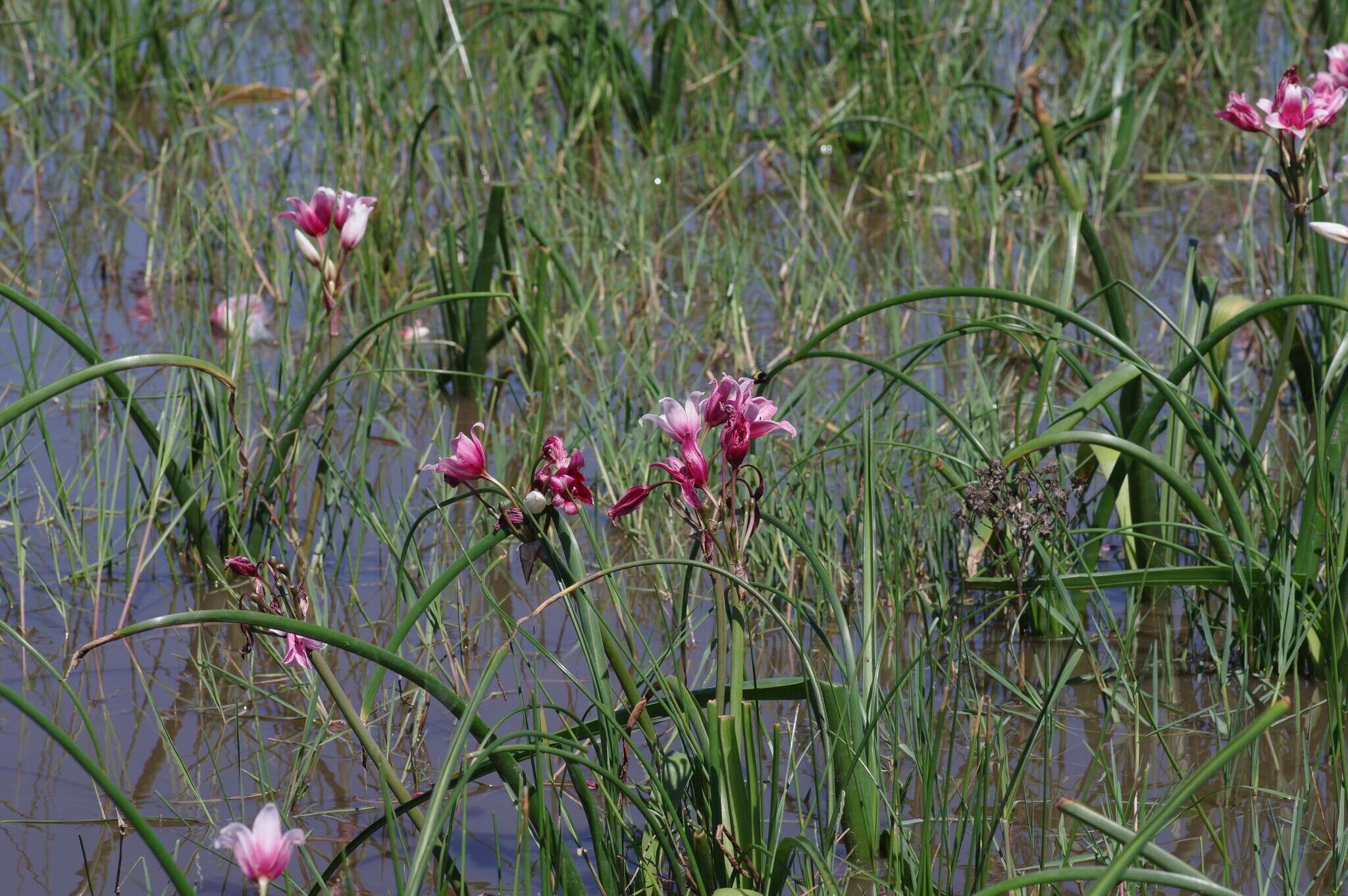 Imagem de Crinum campanulatum Herb.