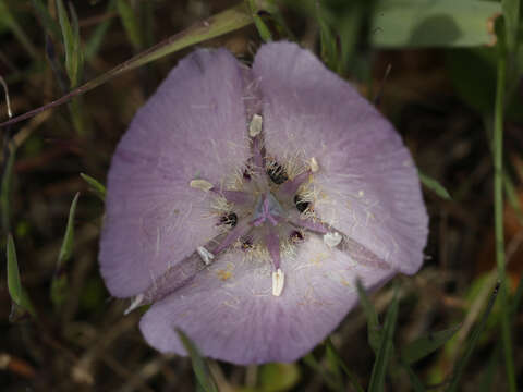 Calochortus uniflorus Hook. & Arn. resmi