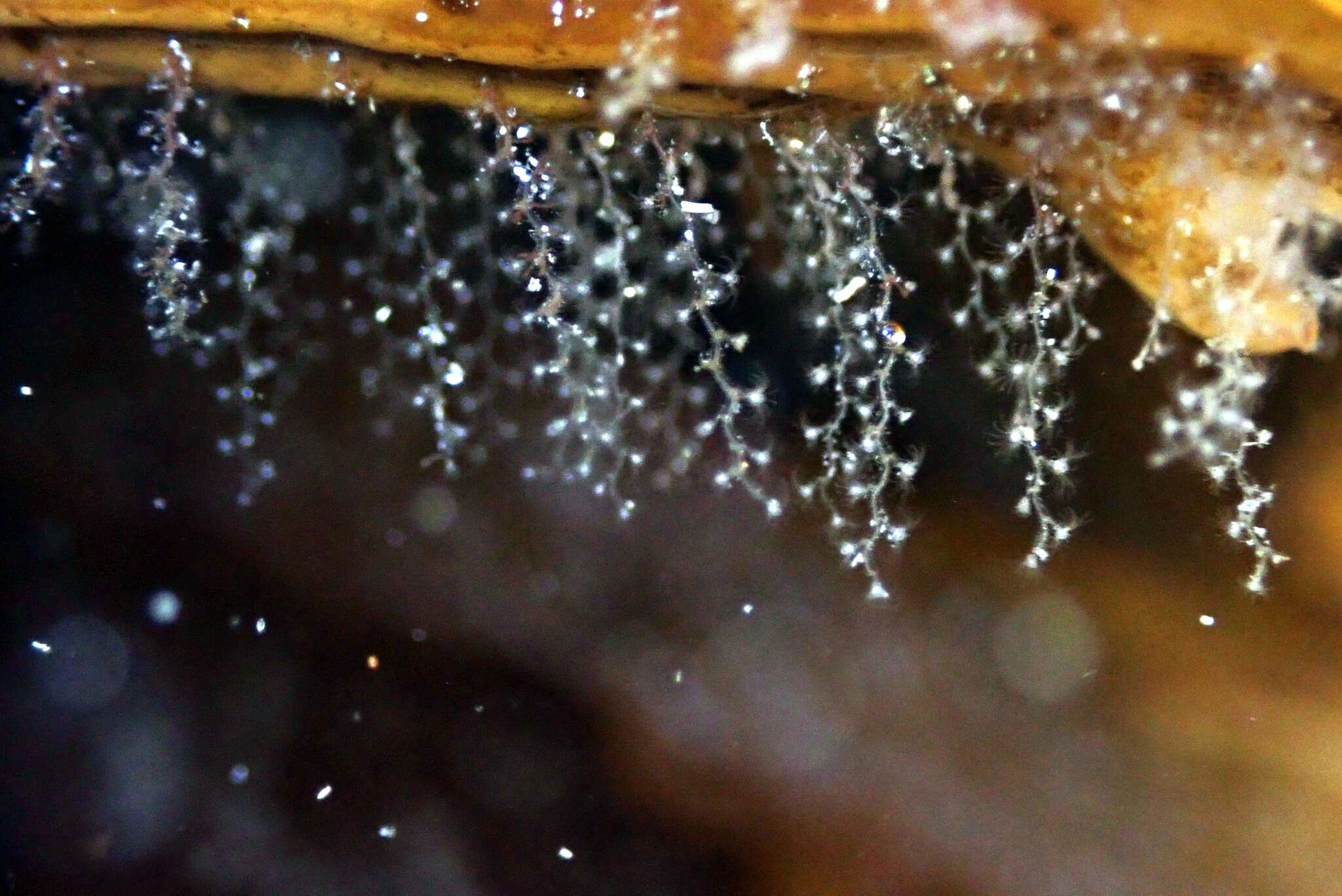 Image of bell hydroid