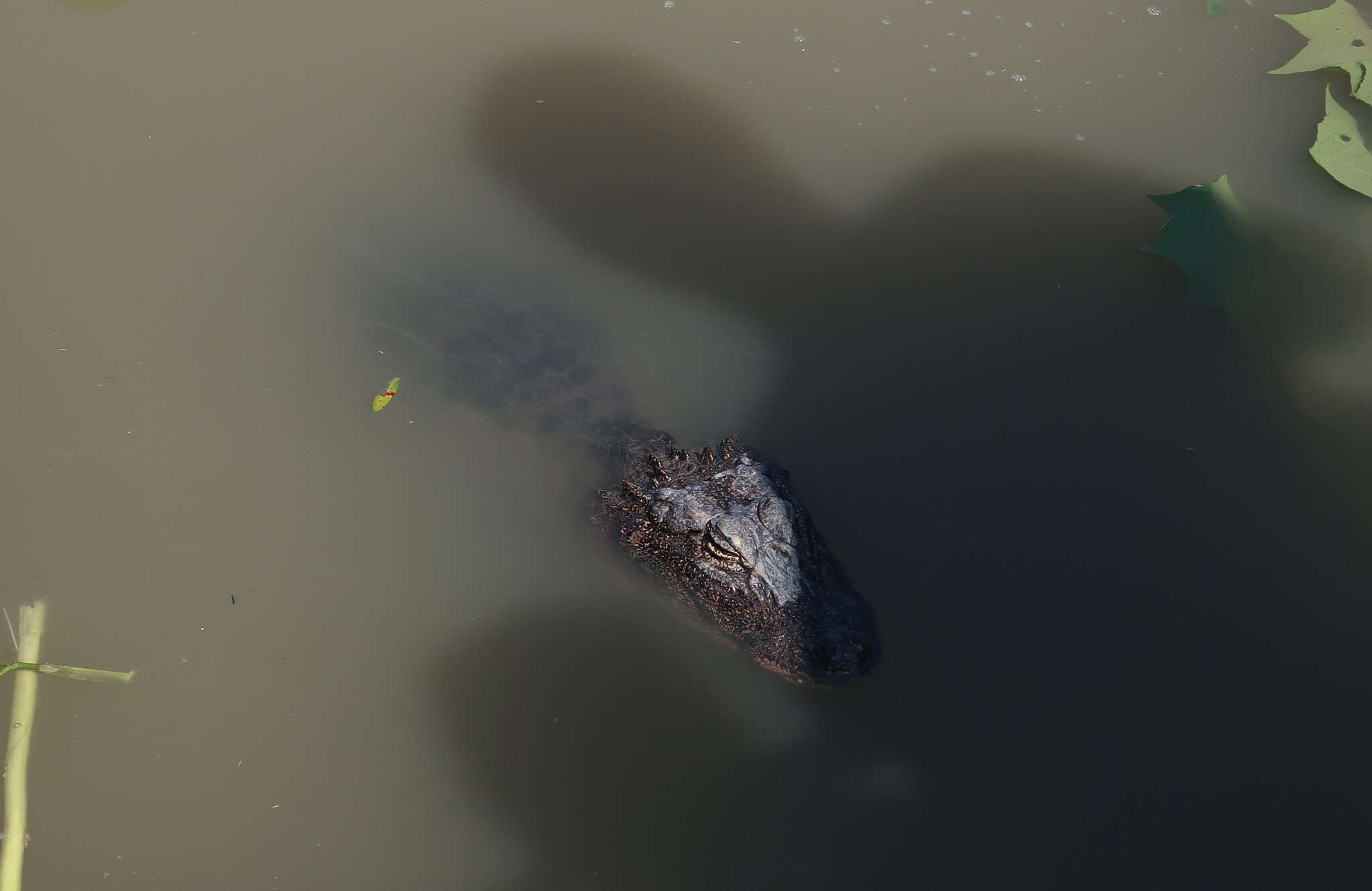 Image of Chinese alligator