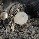 Image of guancha sponge