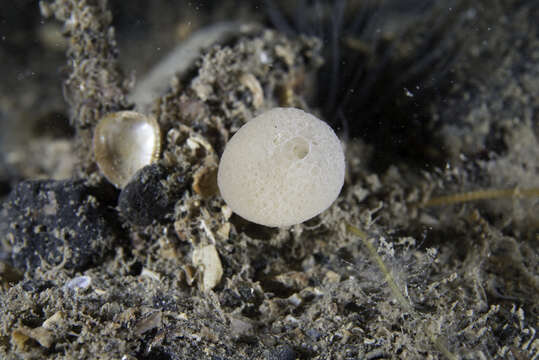 Image of guancha sponge