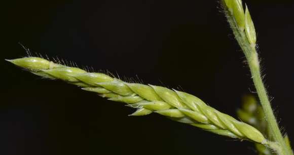 Image de Eriochloa acuminata (J. Presl) Kunth