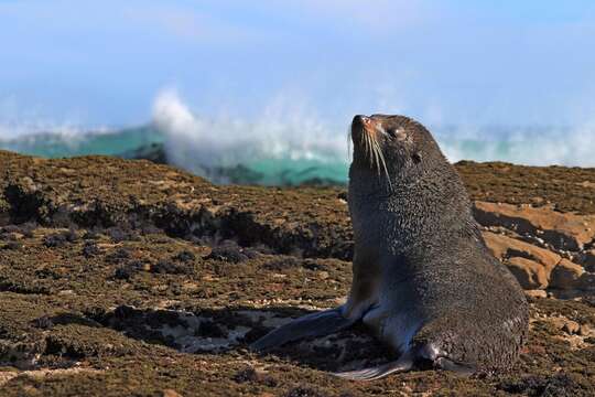 Image of Antipodean Fur Seal