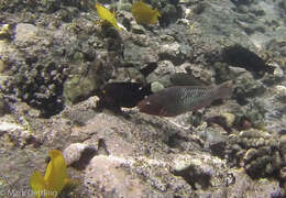 Image of Bicolor Parrotfish