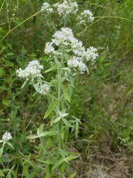 Слика од Pycnanthemum verticillatum (Michx.) Pers.