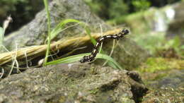 صورة Acronyctodes mexicanaria Walker 1860