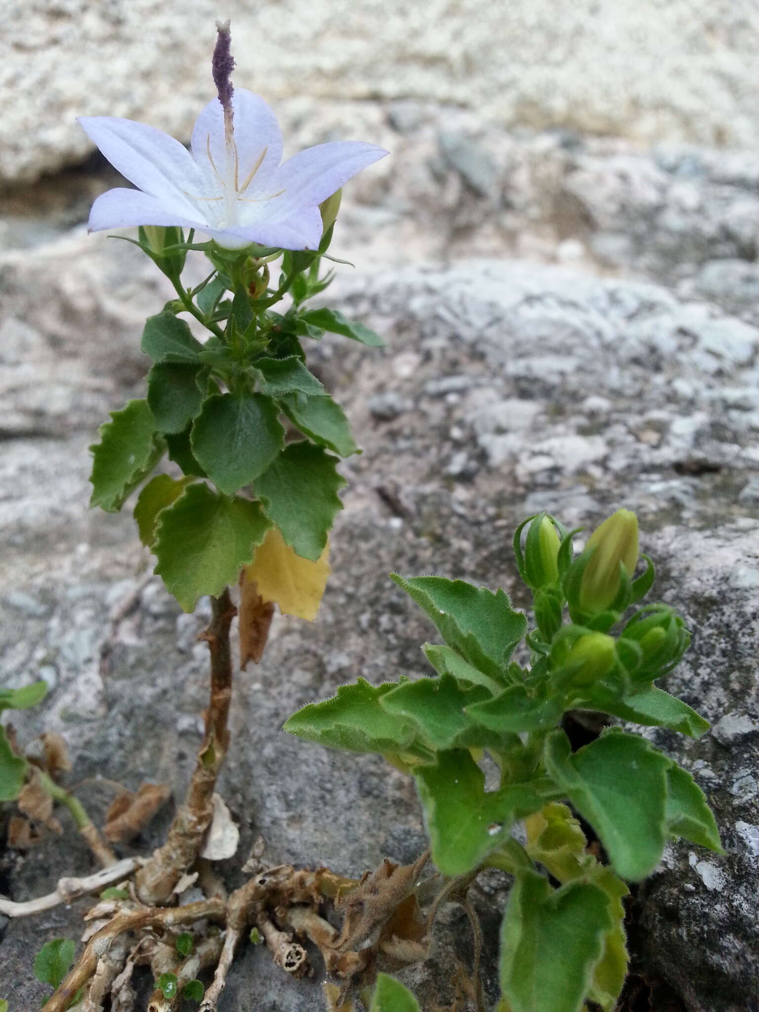 Image of Campanula isophylla Moretti